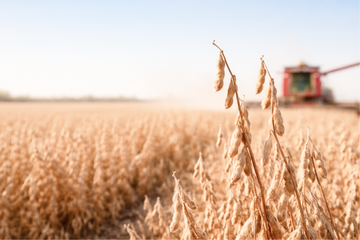 Nanoparticles for Mycotoxin Detection in Agricultural Testing