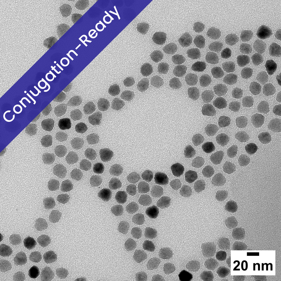 20 nm Iron Oxide Nanoparticles for Conjugation
